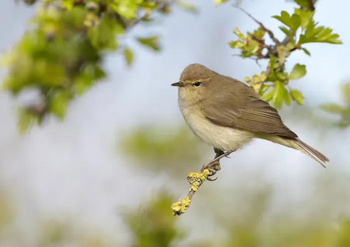 Framed Print : Chiffchaff (Phylloscopus collybita) perched on Hawthorn (Crataegus) twig, Cheshire, April Framed Print : Chiffchaff (Phylloscopus collybita) perched on Hawthorn (Crataegus) twig, Cheshire, April