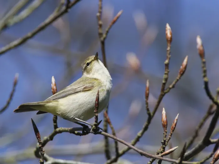 Framed Print : Chiffchaff (Phylloscopus collybita) singing while perched in a Beech tree Framed Print : Chiffchaff (Phylloscopus collybita) singing while perched in a Beech tree