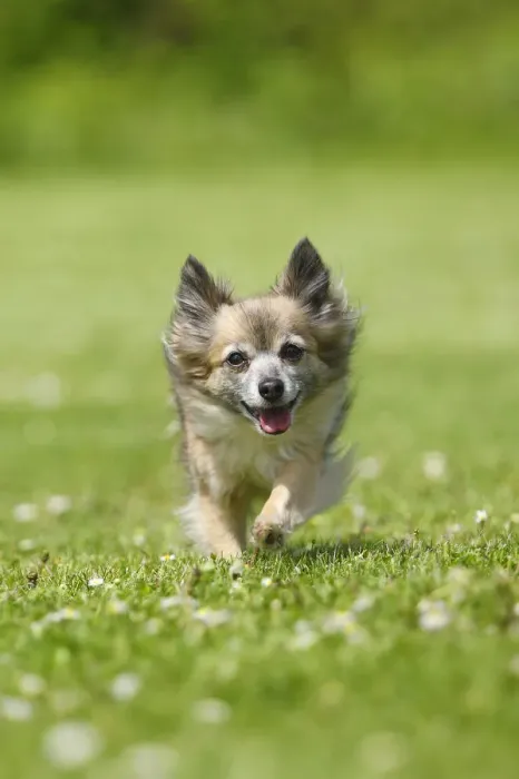 Framed Print : Chihuahua, long-haired, 11 years, running over lawn Framed Print : Chihuahua, long-haired, 11 years, running over lawn