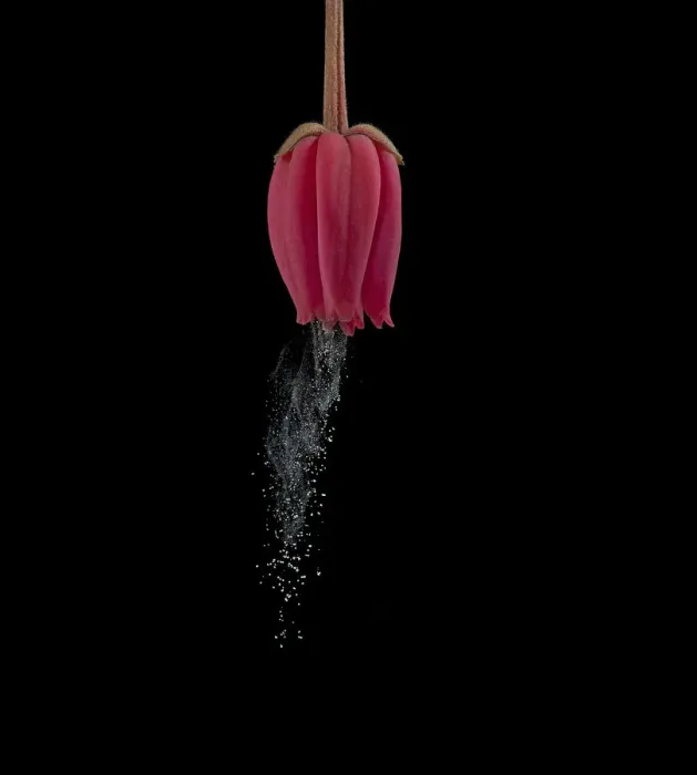 Framed Print : Chilean bellflower (Crinodendron hookerianum) releasing pollen via sonication which Framed Print : Chilean bellflower (Crinodendron hookerianum) releasing pollen via sonication which