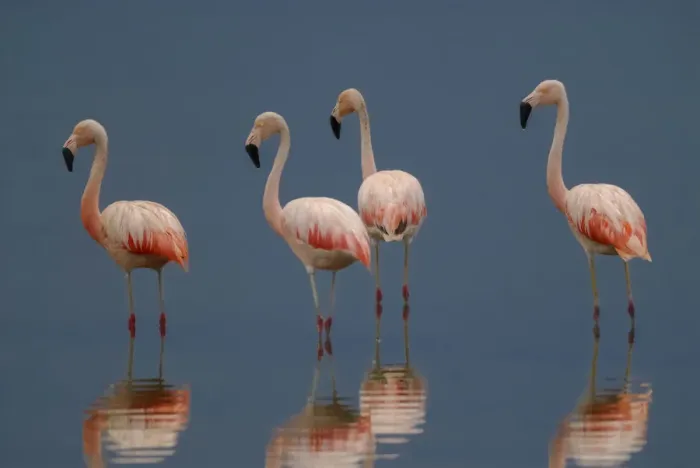 Framed Print : Chilean Flamingo, Phoenicopterus chilensis, La Pampa, Argentina Framed Print : Chilean Flamingo, Phoenicopterus chilensis, La Pampa, Argentina