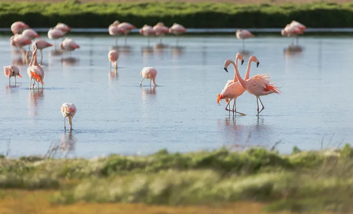 Framed Print : Chilean flamingo (Phoenicopterus chilensis) flock wading in lake, Laguna Nimez Reserve, Calafate, Argentina Framed Print : Chilean flamingo (Phoenicopterus chilensis) flock wading in lake, Laguna Nimez Reserve, Calafate, Argentina