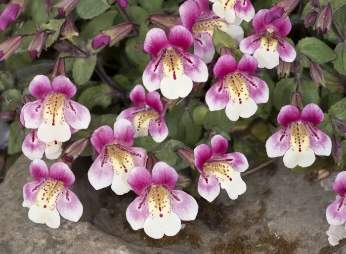 Framed Print : Chilean monkey flower (Mimulus naiandinus)