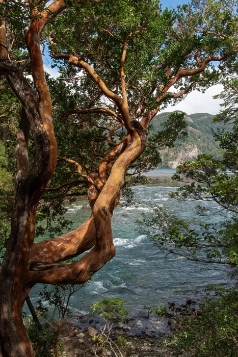 Framed Print : Chilean myrtle (Luma apiculata) trees on the banks of Menendez River, Los Alerces National Park, UNESCO World Heritage Site, Argentina, Patagonia Framed Print : Chilean myrtle (Luma apiculata) trees on the banks of Menendez River, Los Alerces National Park, UNESCO World Heritage Site, Argentina, Patagonia