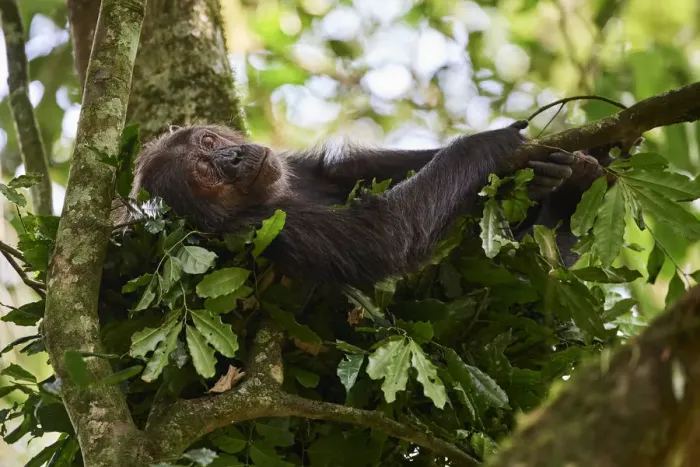 Framed Print : Chimpanzee female (Pan troglodytes schweinfurthii) sleeping in a nest built in a tree Framed Print : Chimpanzee female (Pan troglodytes schweinfurthii) sleeping in a nest built in a tree