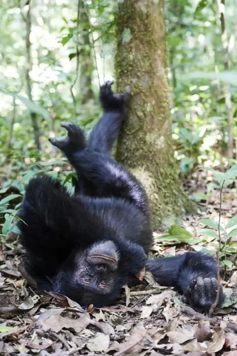 Framed Print : Chimpanzee male (Pan troglodytes schweinfurthii) sleeping on the forest floor with feet up