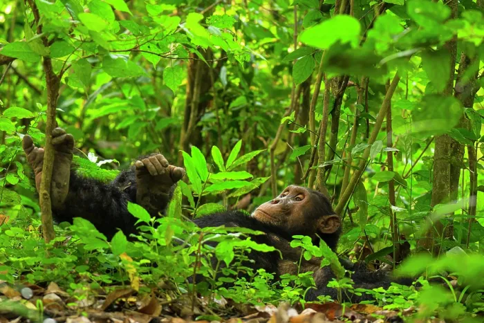 Framed Print : Chimpanzee (Pan troglodytes) male, resting on the forest floor, Kyambura Gorge, Queen Elizabeth National Park, Uganda. Endangered