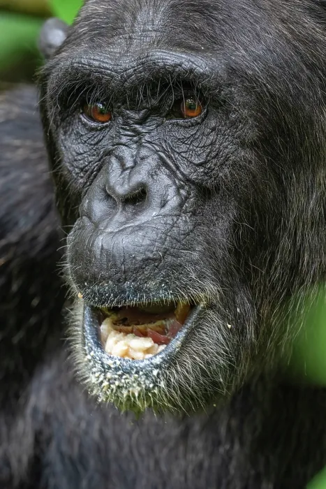 Framed Print : Chimpanzee (Pan troglodytes) with mouth open, head portrait, Kibale Forest National Park, Uganda. Endangered Framed Print : Chimpanzee (Pan troglodytes) with mouth open, head portrait, Kibale Forest National Park, Uganda. Endangered