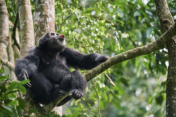 Chimpanzee (Pan troglodytes schweinfurthii) male vocalising in tree, Kibale National Park