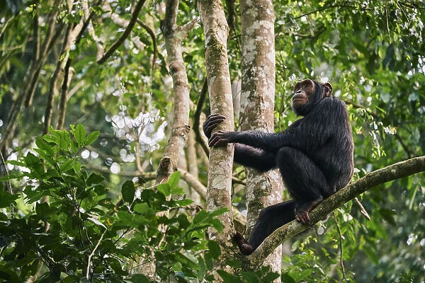 Chimpanzee (Pan troglodytes schweinfurthii) male sitting in a tree