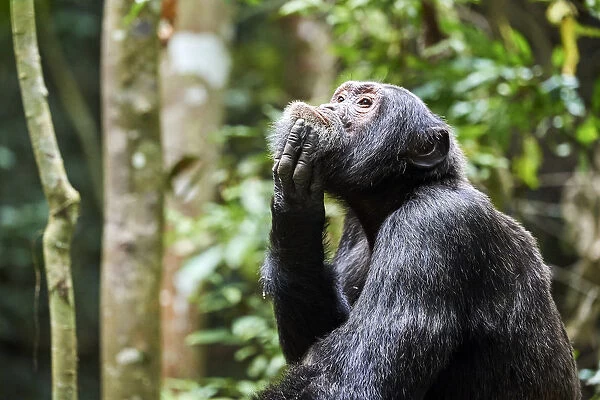 Chimpanzee (Pan troglodytes schweinfurthii) male, scratching, Kibale National Park