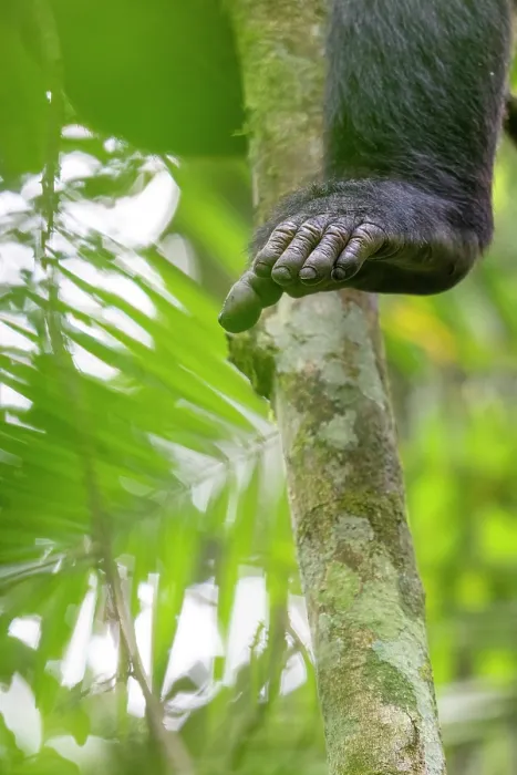 Framed Print : Chimpanzee (Pan troglodytes) in tree, foot detail, Kibale Forest National Park, Uganda. Endangered Framed Print : Chimpanzee (Pan troglodytes) in tree, foot detail, Kibale Forest National Park, Uganda. Endangered