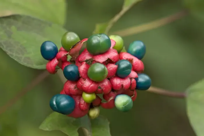 Framed Print : China glory flower (Clerodendrum bungei) fruits above red calyxes. Eaten and spread by birds Framed Print : China glory flower (Clerodendrum bungei) fruits above red calyxes. Eaten and spread by birds