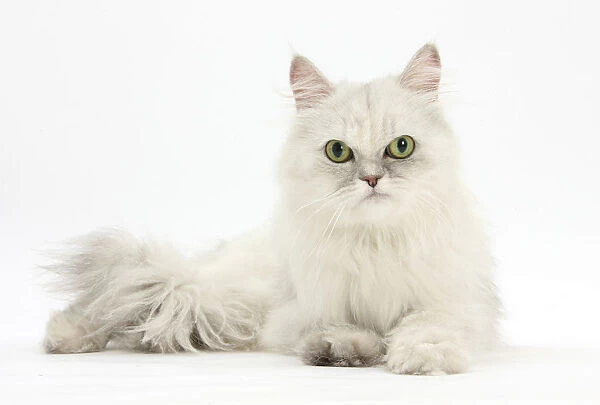Chinchilla Persian female cat, 6 years