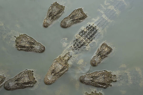 Chinese alligator (Alligator sinensis) group from above, heads above water of Yangtze