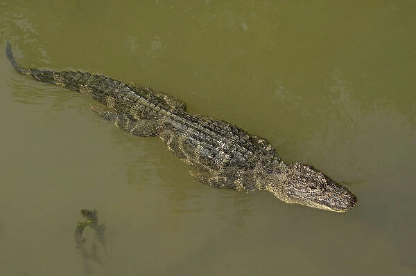Chinese alligator (Alligator sinensis) swimming in Yangtze, streamline with legs pressed