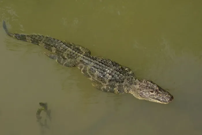 Framed Print : Chinese alligator (Alligator sinensis) swimming in Yangtze, streamline with legs pressed Framed Print : Chinese alligator (Alligator sinensis) swimming in Yangtze, streamline with legs pressed