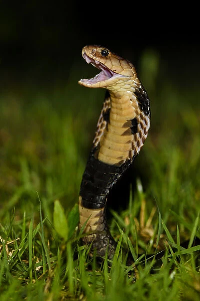 Chinese cobra (Naja atra) in threat stance, Shek Pik, southwestern coast of Lantau Island