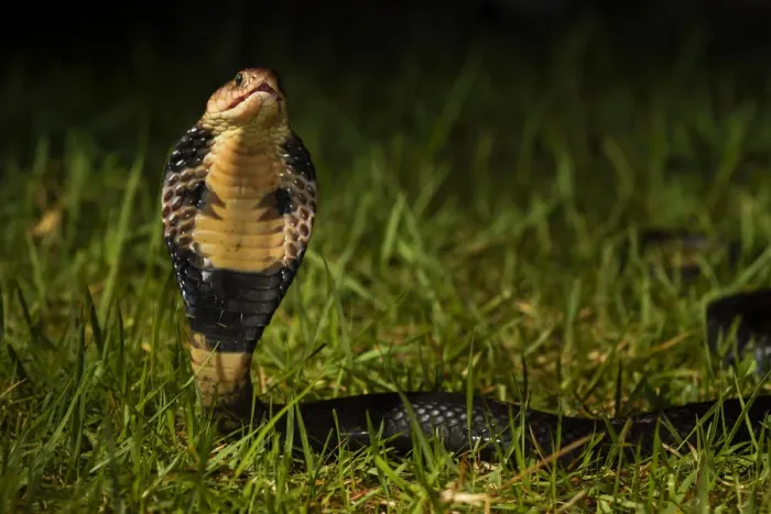 Framed Print : Chinese cobra (Naja atra) in threat stance, Shek Pik, southwestern coast of Lantau Island Framed Print : Chinese cobra (Naja atra) in threat stance, Shek Pik, southwestern coast of Lantau Island