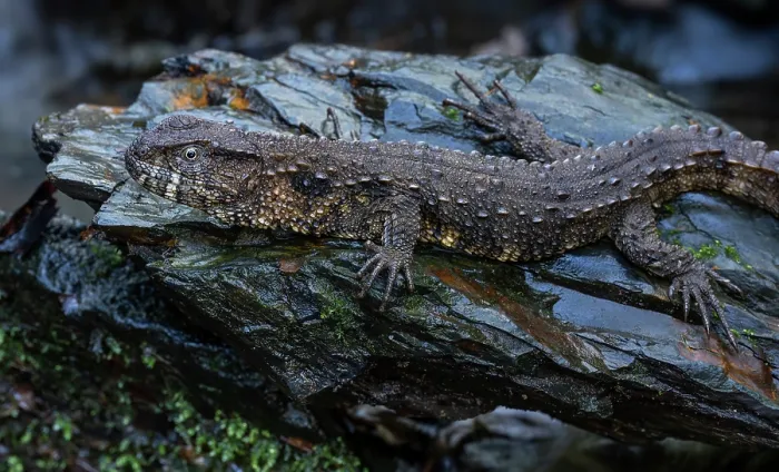 Framed Print : Chinese crocodile lizard (Shinisaurus crocodilurus) portrait. Controlled conditions Framed Print : Chinese crocodile lizard (Shinisaurus crocodilurus) portrait. Controlled conditions