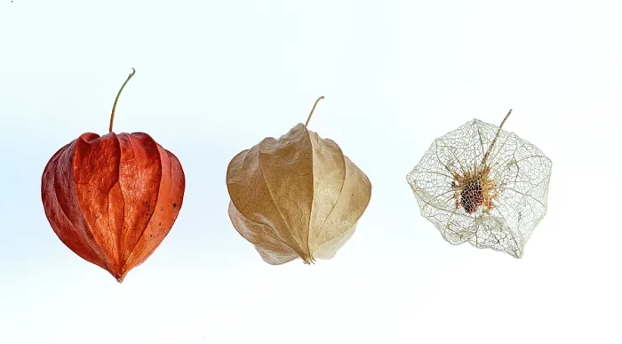 Framed Print : Chinese lantern (Physalis alkekengi) portrait showing development of seed pod (calyce). Studio shot Framed Print : Chinese lantern (Physalis alkekengi) portrait showing development of seed pod (calyce). Studio shot