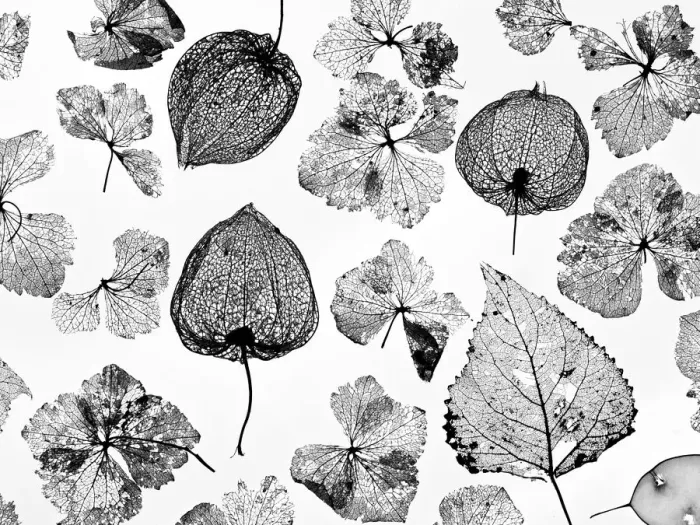 Framed Print : Chinese Lanterns (Physalis alkekengi), Hydrangea flowers, Poplar leaves (Populus) Framed Print : Chinese Lanterns (Physalis alkekengi), Hydrangea flowers, Poplar leaves (Populus)