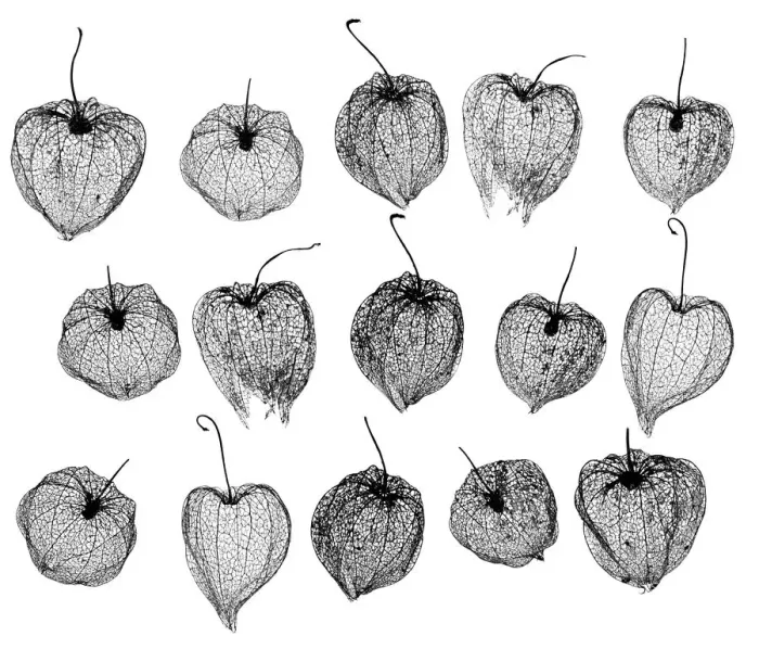 Framed Print : Chinese lanterns (Physalis alkekengi) skeletons, silhouette on white background Framed Print : Chinese lanterns (Physalis alkekengi) skeletons, silhouette on white background