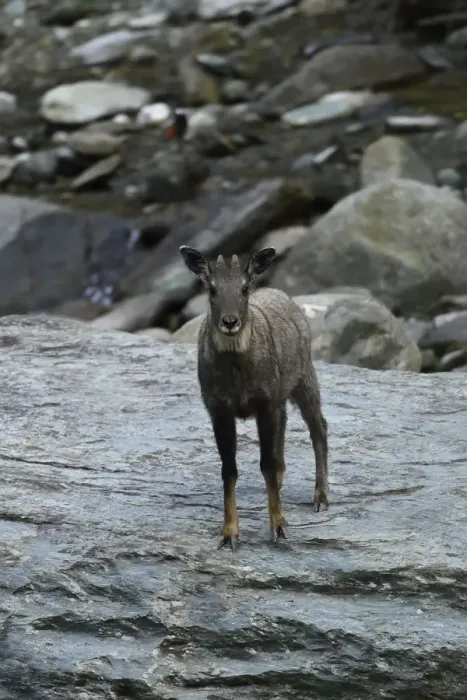 Framed Print : Chinese or Long-tailed goral (Naemorhedus griseus) standing on a stone by a river Framed Print : Chinese or Long-tailed goral (Naemorhedus griseus) standing on a stone by a river