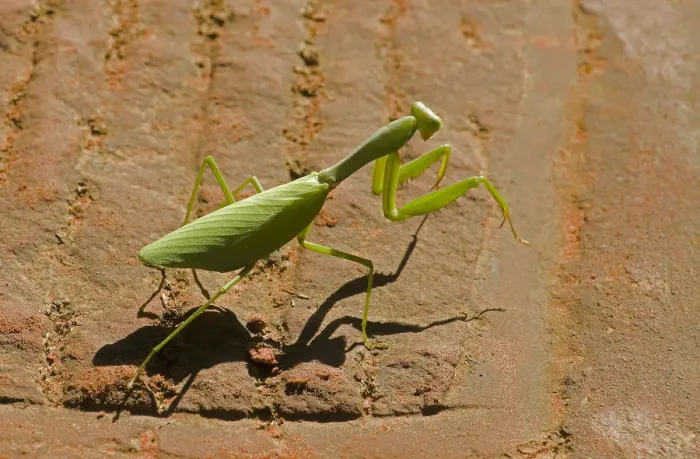 Framed Print : Chinese mantis (Tenodera sp) walking over sandy path