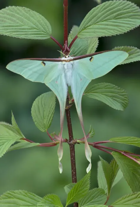 Framed Print : Chinese moon moth (Actias dubernardi, female at rest amongst leaves. Dayaoshan, Jinxin Framed Print : Chinese moon moth (Actias dubernardi, female at rest amongst leaves. Dayaoshan, Jinxin