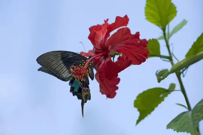 Framed Print : Chinese peacock butterfly (Papilio bianor) drinking nectar from a Hibiscus flower Framed Print : Chinese peacock butterfly (Papilio bianor) drinking nectar from a Hibiscus flower