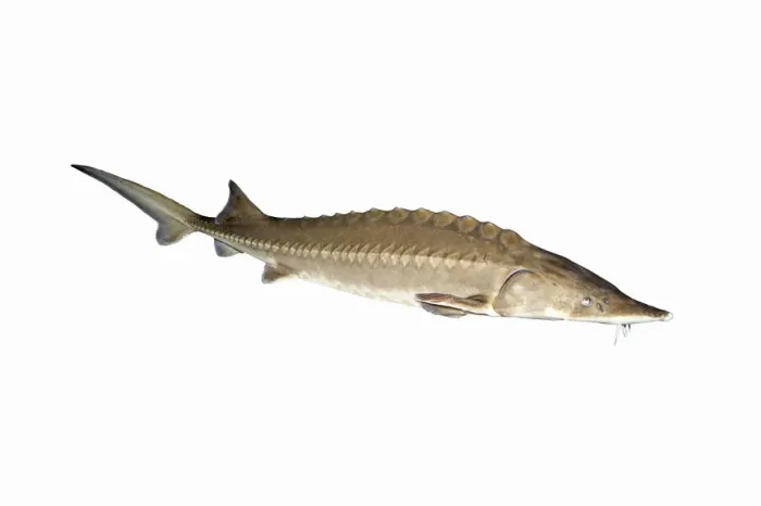 Framed Print : Chinese sturgeon (Acipenser sinensis), captive in aquarium Framed Print : Chinese sturgeon (Acipenser sinensis), captive in aquarium