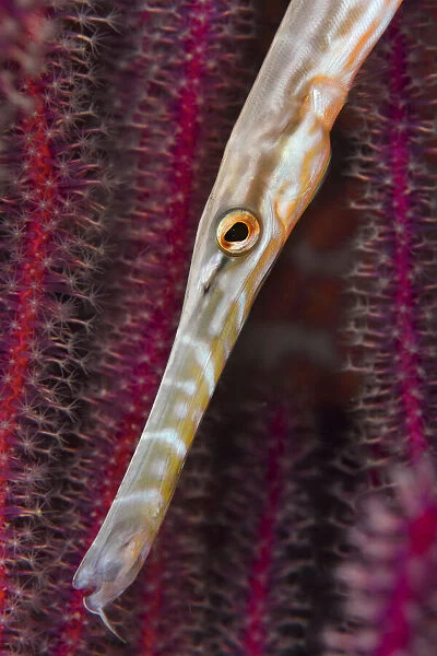 Chinese trumpetfish (Aulostomus chinensis) moving with head down position while hunting, Triton Bay, West Papua, Indonesia, Pacific Ocean