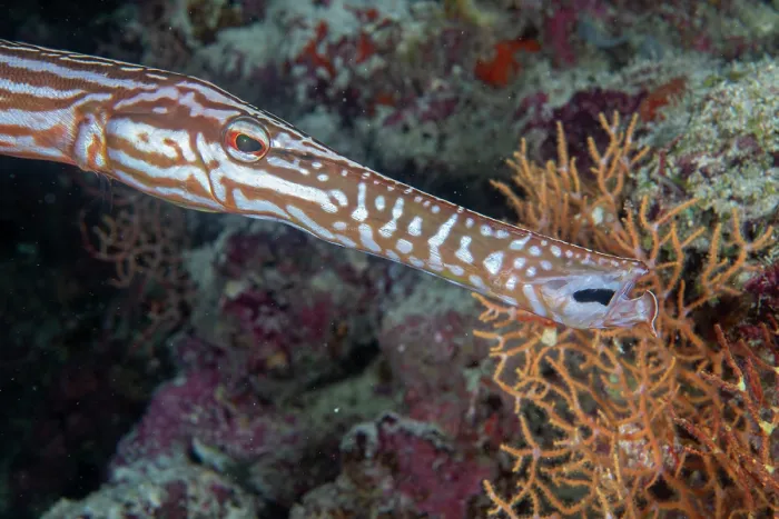 Framed Print : Chinese trumpetfish (Aulostomus chinensis) swimming over reef, Baa Atoll, Maldives, Indian Ocean Framed Print : Chinese trumpetfish (Aulostomus chinensis) swimming over reef, Baa Atoll, Maldives, Indian Ocean