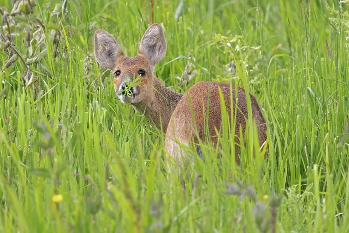 Framed Print : Chinese water deer (Hydropotes inermis) feeding in long grass, Norfolk, England, UK. June