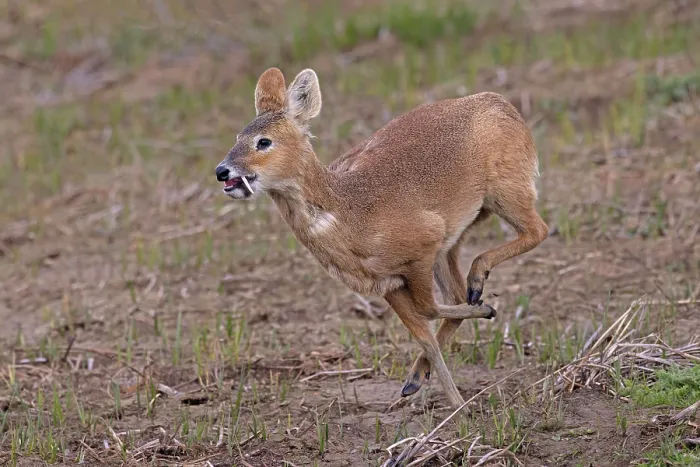 Framed Print : Chinese water deer (Hydropotes inermis) male, running, Cley, Norfolk, UK. April Framed Print : Chinese water deer (Hydropotes inermis) male, running, Cley, Norfolk, UK. April