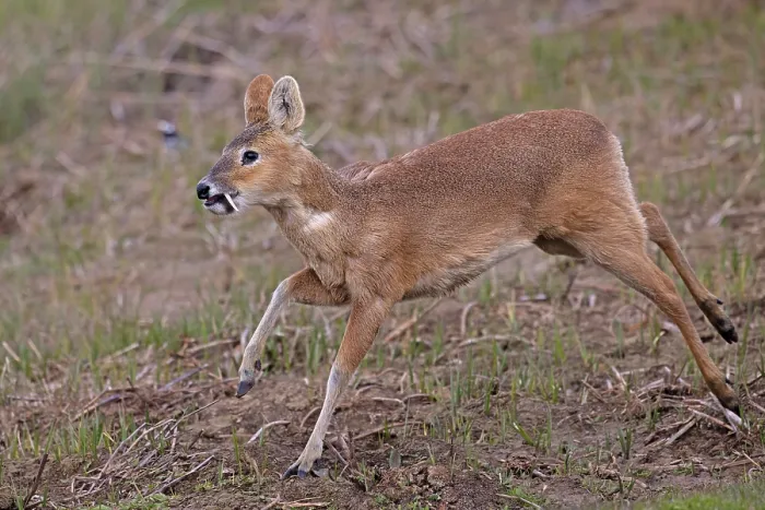 Framed Print : Chinese water deer (Hydropotes inermis) male, running, Cley, Norfolk, UK. April Framed Print : Chinese water deer (Hydropotes inermis) male, running, Cley, Norfolk, UK. April