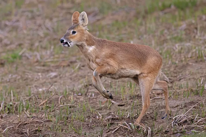 Framed Print : Chinese water deer (Hydropotes inermis) male, running, Cley, Norfolk, UK. April Framed Print : Chinese water deer (Hydropotes inermis) male, running, Cley, Norfolk, UK. April