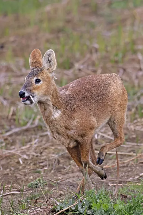 Framed Print : Chinese water deer (Hydropotes inermis) male, running, Cley, Norfolk, UK. April Framed Print : Chinese water deer (Hydropotes inermis) male, running, Cley, Norfolk, UK. April