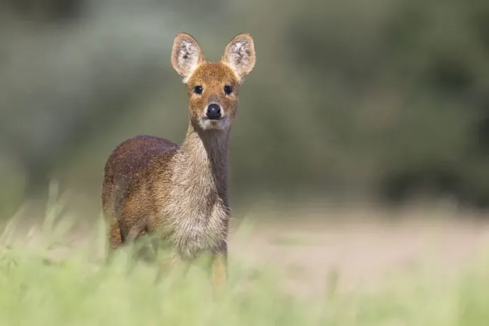 Framed Print : Chinese Water Deer (Hydropotes inermis) Norfolk UK September Framed Print : Chinese Water Deer (Hydropotes inermis) Norfolk UK September