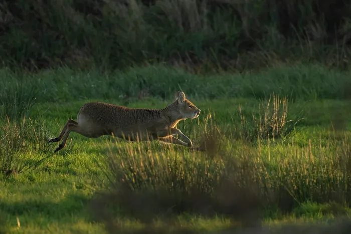 Framed Print : Chinese water deer (Hydropotes inermis) running through meadow, Norfolk, England, UK. November