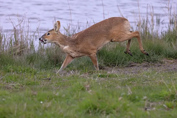 Framed Print : Chinese water deer (Hydropotes inermis) running along water's edge, Cley, Norfolk, England, UK. April Framed Print : Chinese water deer (Hydropotes inermis) running along water's edge, Cley, Norfolk, England, UK. April