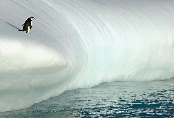 A chinstrap penguin (Pygoscelis antarctica)contemplating the leap from an iceberg into the sea