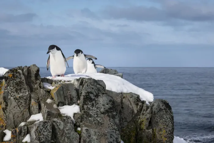 Framed Print : Chinstrap penguins (Pygoscelis antarcticus) coming ashore to find Framed Print : Chinstrap penguins (Pygoscelis antarcticus) coming ashore to find