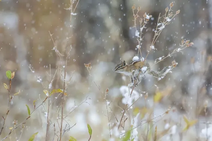 Framed Print : Least chipmunk (Tamias minimus) in snowfall, Grand Teton National Park, Wyoming, USA Framed Print : Least chipmunk (Tamias minimus) in snowfall, Grand Teton National Park, Wyoming, USA