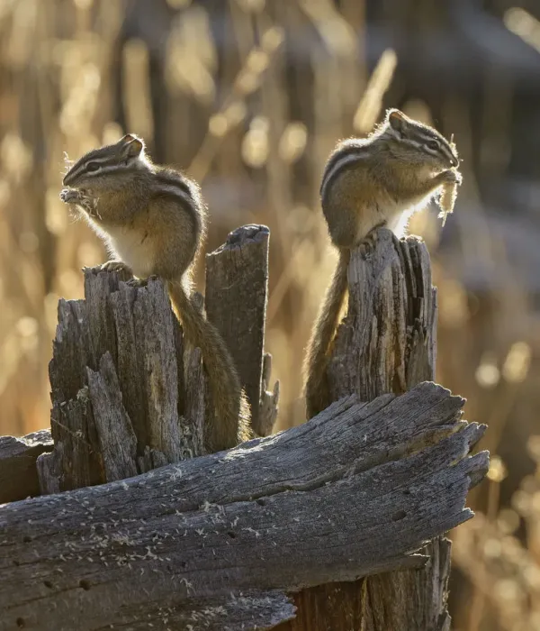 Framed Print : Two Least Chipmunks (Tamias minimus) sitting on tree stump feeding, Yellowstone National Park Framed Print : Two Least Chipmunks (Tamias minimus) sitting on tree stump feeding, Yellowstone National Park