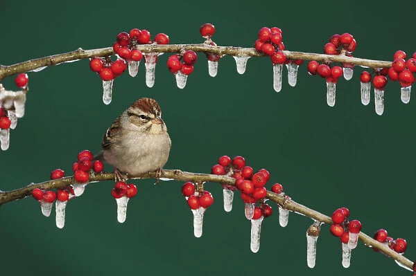 Chipping Sparrow (Spizella passerina) adult on ice covered Possum Haw Holly (Ilex decidua) berries