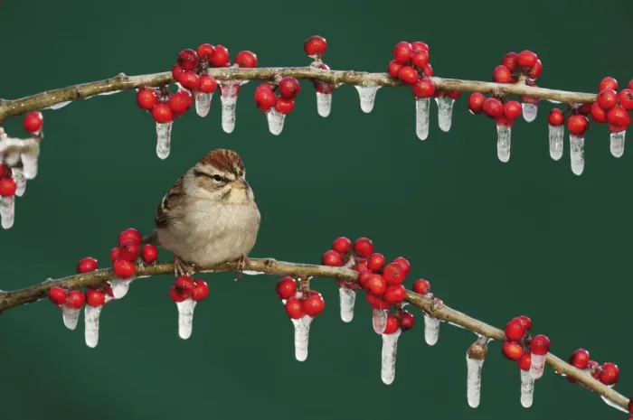 Framed Print : Chipping Sparrow (Spizella passerina) adult on ice covered Possum Haw Holly (Ilex decidua) berries Framed Print : Chipping Sparrow (Spizella passerina) adult on ice covered Possum Haw Holly (Ilex decidua) berries