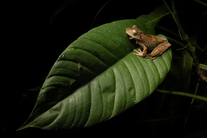 Framed Print : Chirique-Flusse tree frog (Boana pugnax) sharing a leaf with a Mayfly, Buritaca Valley, Sierra Nevada de Santa Marta, Colombia Framed Print : Chirique-Flusse tree frog (Boana pugnax) sharing a leaf with a Mayfly, Buritaca Valley, Sierra Nevada de Santa Marta, Colombia