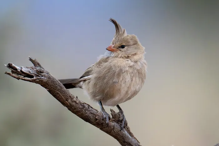 Framed Print : Chirruping wedgebill (Psophodes cristatus) perched on branch in Saltbush shrubland, Manna Hill, South Australia